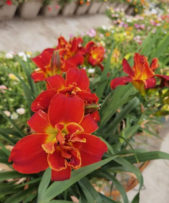 大花萱草一年开几次花？花期规律与促花养护全攻略