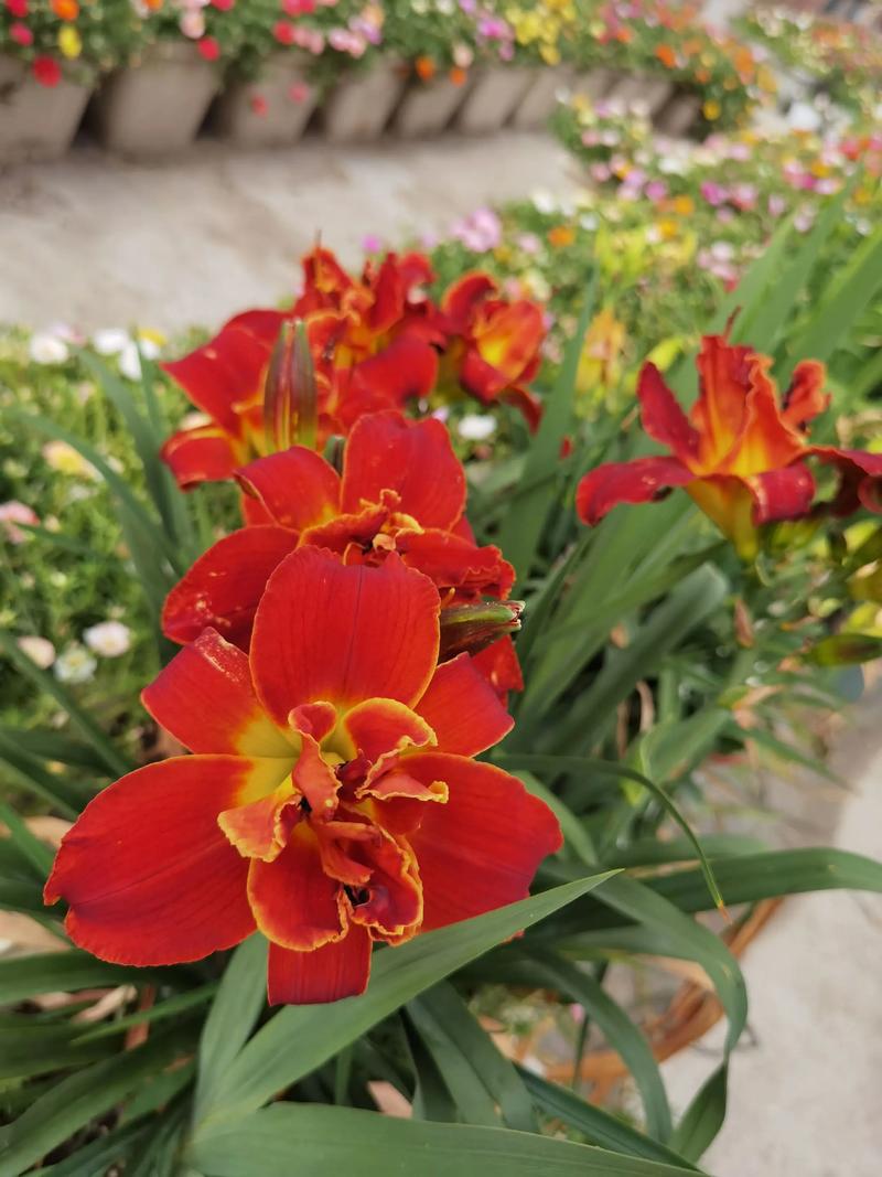 大花萱草一年开几次花?花期规律与促花养护全攻略 大花萱草一年开几次花?花期规律与促花养护全攻略