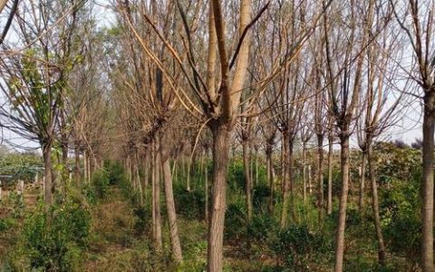 国槐价格10公分多少钱一棵？规格、产地、采购量影响报价详解