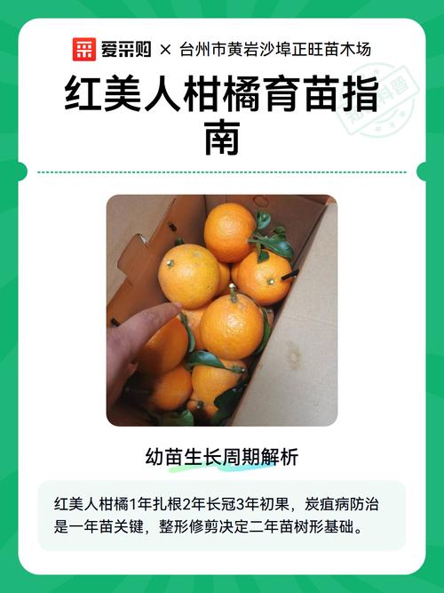 红美人柑橘苗5年多少钱?2026年市场行情与价格因素解析 季节:春季和秋季是价格洼地,夏冬两季溢价明显