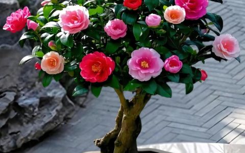 茶花怎么养才能更旺盛？科学养护指南与越冬技巧