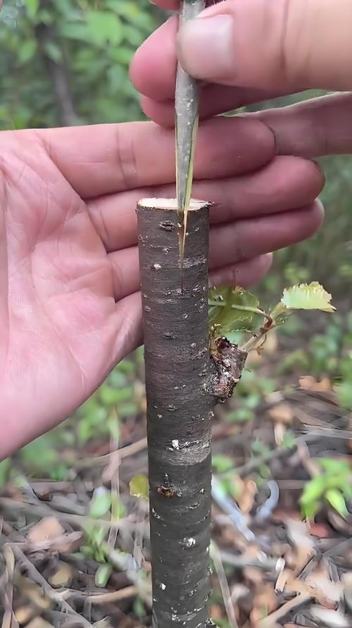 苹果树上嫁接什么果树?这5种亲和力最高,第3年即可挂果 苹果树上嫁接什么果树?这5种亲和力最高,第3年即可挂果
