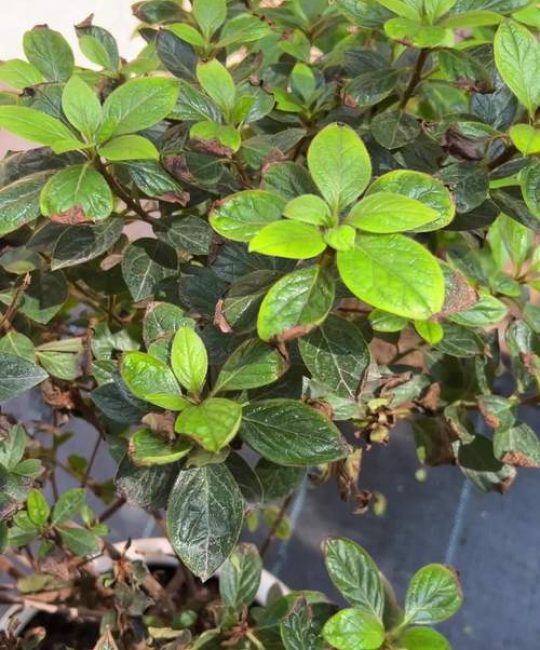 杜鹃花叶子干枯了还能活吗？教你3步判断与急救指南