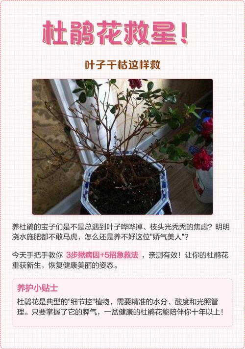 杜鹃花叶子干枯了还能活吗?教你3步判断与急救指南 濒死杜鹃花急救步骤