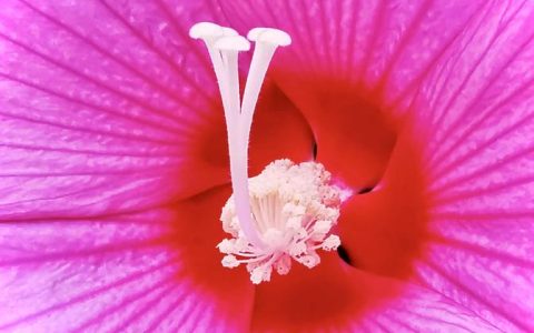 大花芙蓉葵好养吗？园艺新手也能轻松驾驭的夏日开花机器