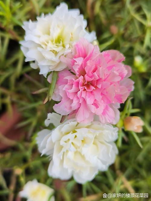 三、大花芙蓉葵的“优缺点”一览
