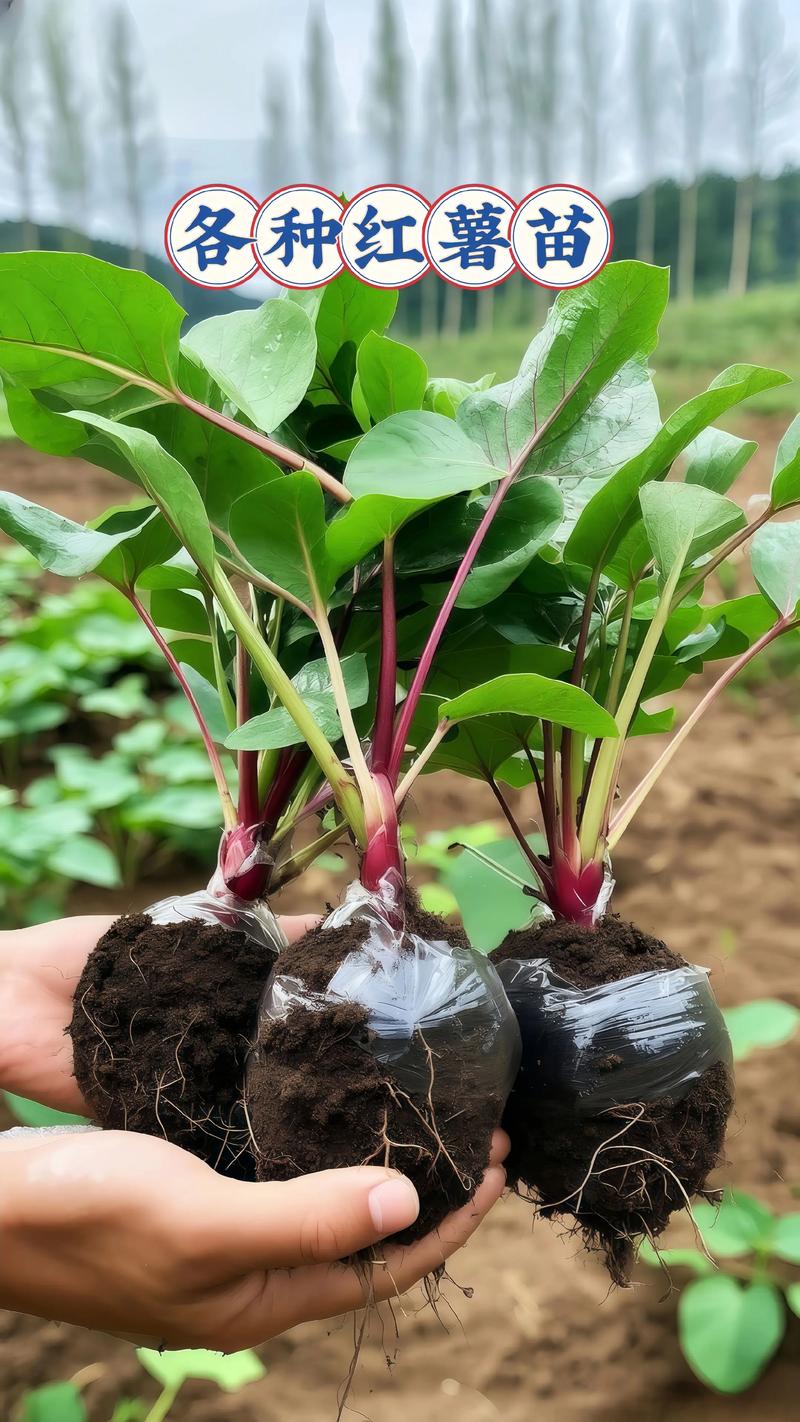 红薯苗是发物吗?园艺种植与食用健康全解析 二、红薯苗的园艺种植要点