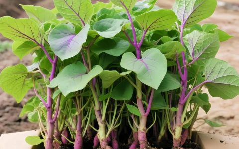 红薯苗是发物吗？园艺种植与食用健康全解析
