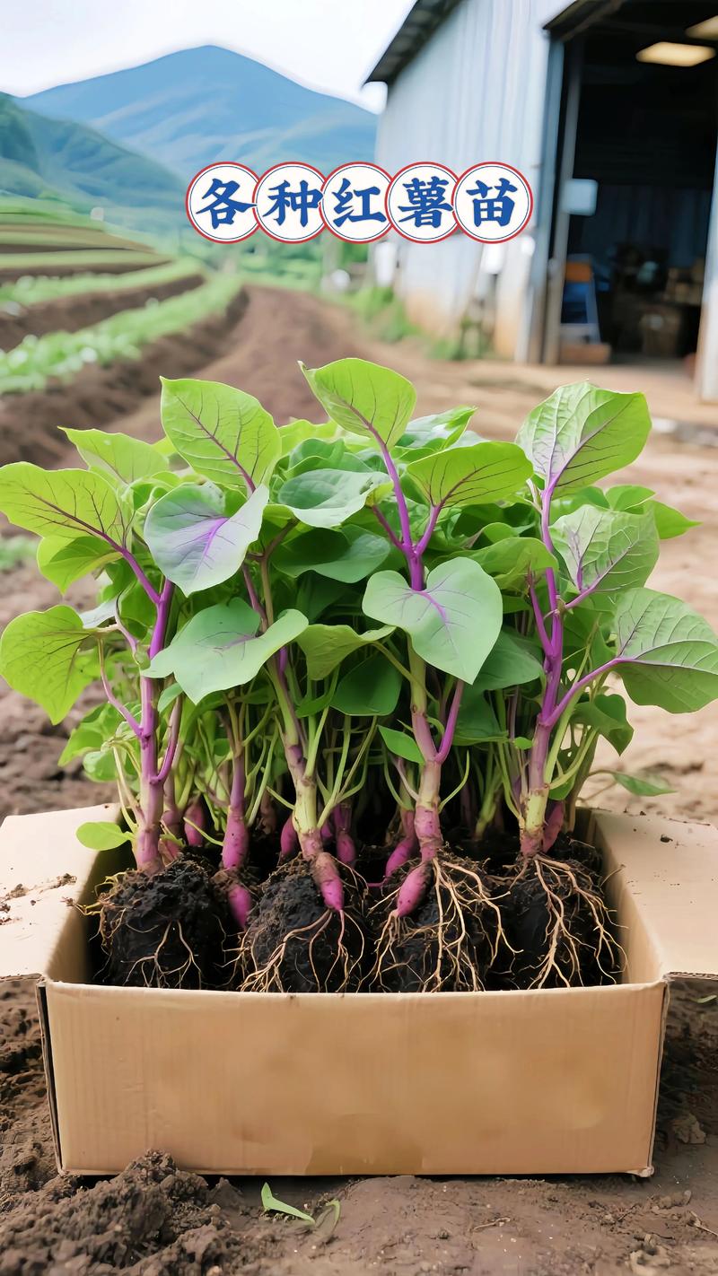 红薯苗是发物吗?园艺种植与食用健康全解析 一、从菜园到餐桌:认识红薯苗