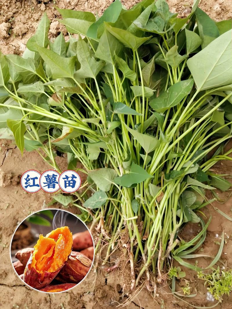 红薯苗是发物吗?园艺种植与食用健康全解析 四、红薯苗是发物吗?理性看待中医说法