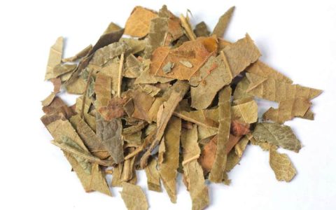 枇杷叶的功效与作用：止咳化痰的“良药”还是伤胃的“毒草”？
