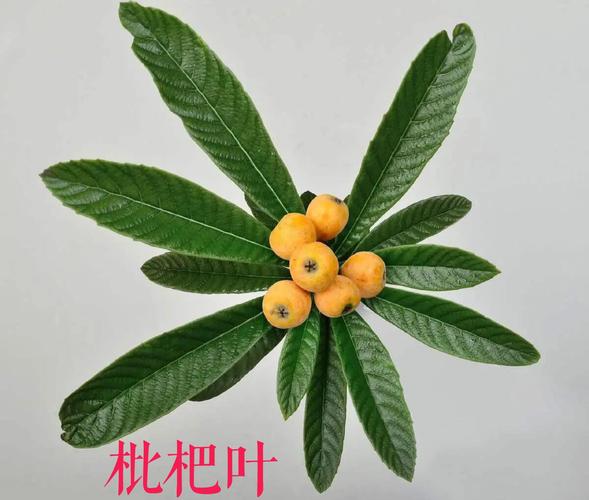 食用常识：需经过炮制处理的“药食同源”
