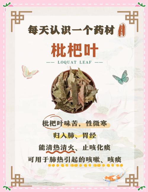 常见误区：枇杷叶与枇杷核的区别