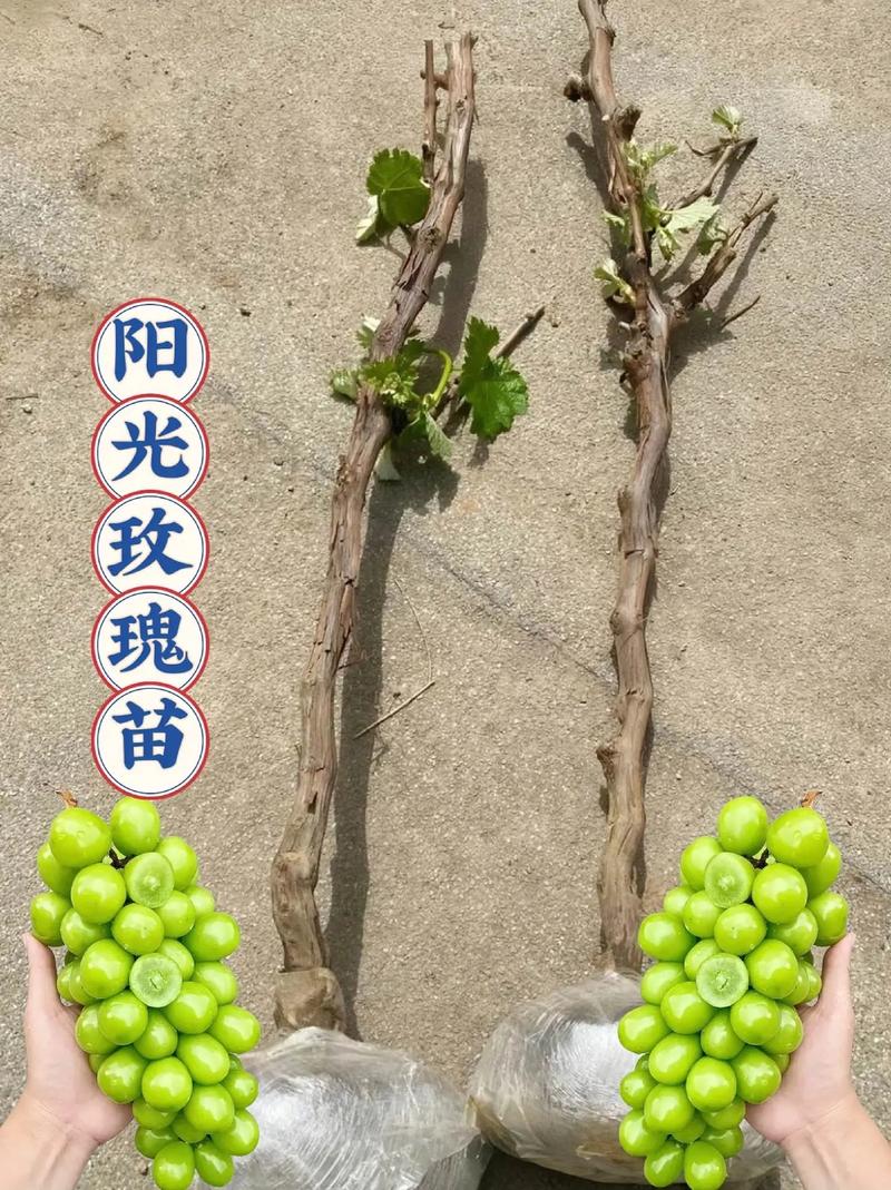 阳光玫瑰葡萄苗价格多少钱一棵?2026年全维度报价分析与采购指南 采购质量判断:核心三步检查