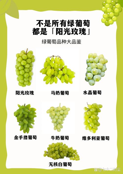 阳光玫瑰葡萄苗价格多少钱一棵?2026年全维度报价分析与采购指南 结束语:立即获取您的精准报价
