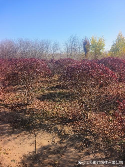 红叶李与紫叶李的区别:深度解析与选购指南 红叶李与紫叶李的区别:深度解析与选购指南