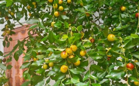 门前种枣树好不好？庭院枣树种植的风水寓意与科学养护全指南