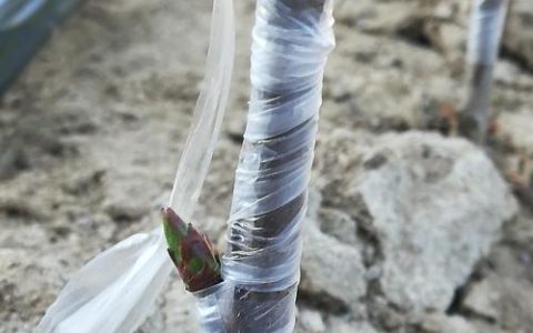 大樱桃能嫁接什么果树？这5种砧木选择决定成活率与产量