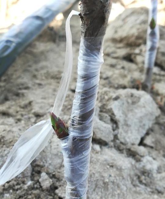 大樱桃能嫁接什么果树？这5种砧木选择决定成活率与产量
