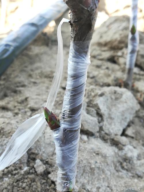 大樱桃能嫁接什么果树?这5种砧木选择决定成活率与产量 大樱桃最适嫁接在亲缘近的樱桃属砧木上,桃李杏不推荐