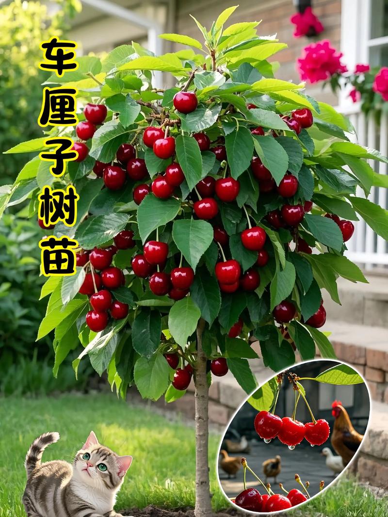 大樱桃能嫁接什么果树?这5种砧木选择决定成活率与产量 中国樱桃(草樱)砧木:南方暖地首选,须根多但不耐涝