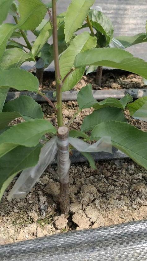 大樱桃能嫁接什么果树?这5种砧木选择决定成活率与产量 嫁接操作3步走:时间、方法、接口保护