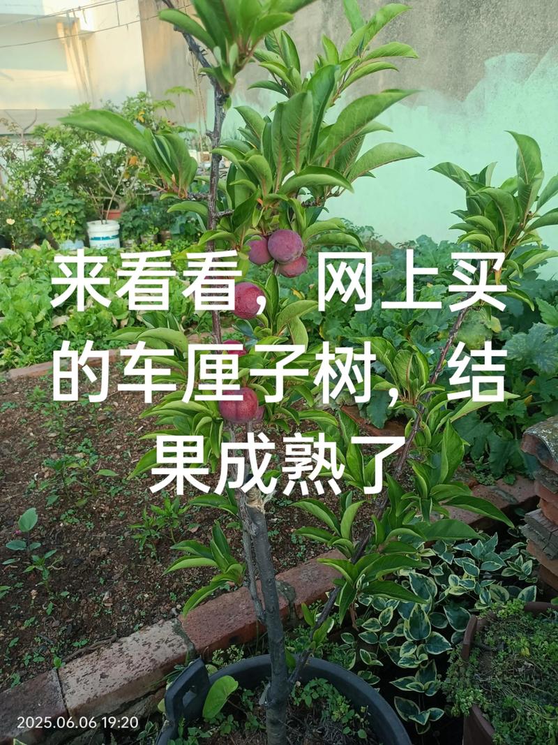 大樱桃能嫁接什么果树?这5种砧木选择决定成活率与产量 马哈利与考特砧木:干旱区与重茬地各有优势