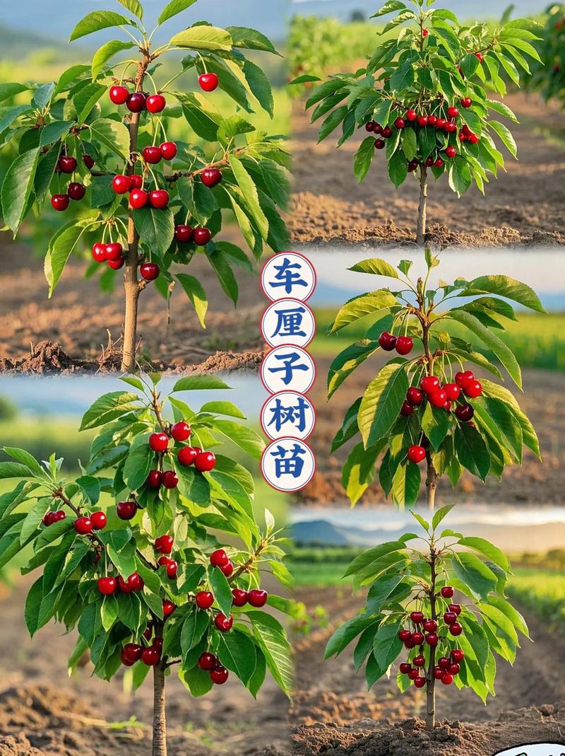 大樱桃能嫁接什么果树?这5种砧木选择决定成活率与产量 苗木采购时这样验货