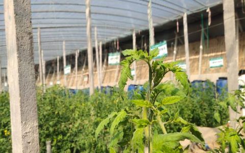 西红柿苗种植方法全过程：从选苗到成活的7个关键步骤