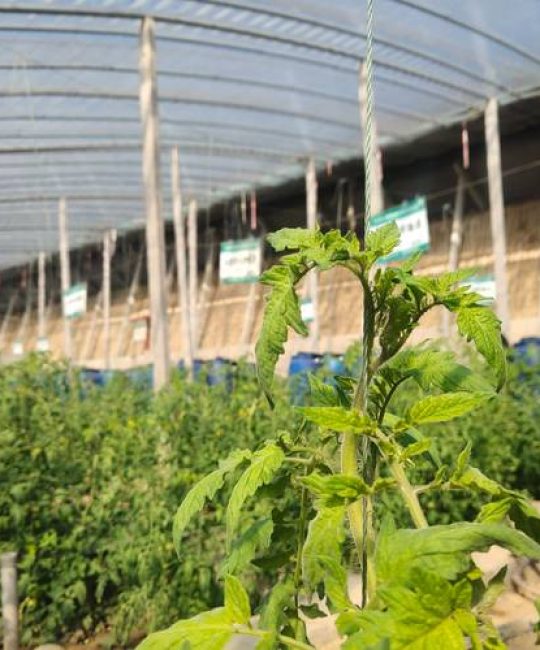 西红柿苗种植方法全过程：从选苗到成活的7个关键步骤