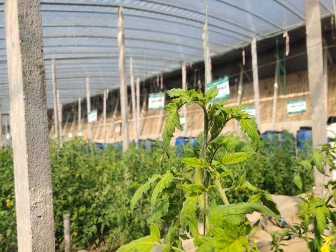 西红柿苗种植方法全过程:从选苗到成活的7个关键步骤 西红柿苗种植方法全过程:从选苗到成活的7个关键步骤