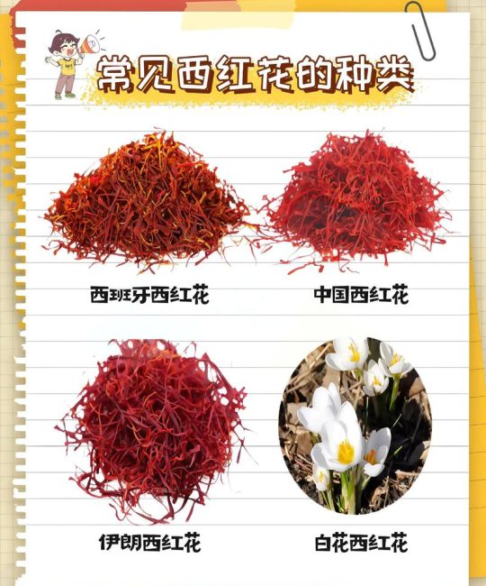 藏红花就是红花吗？园艺爱好者必知的植物区分指南