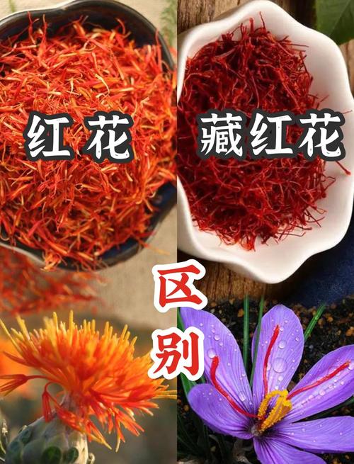 藏红花就是红花吗?园艺爱好者必知的植物区分指南 二、形态特征:一眼辨真假