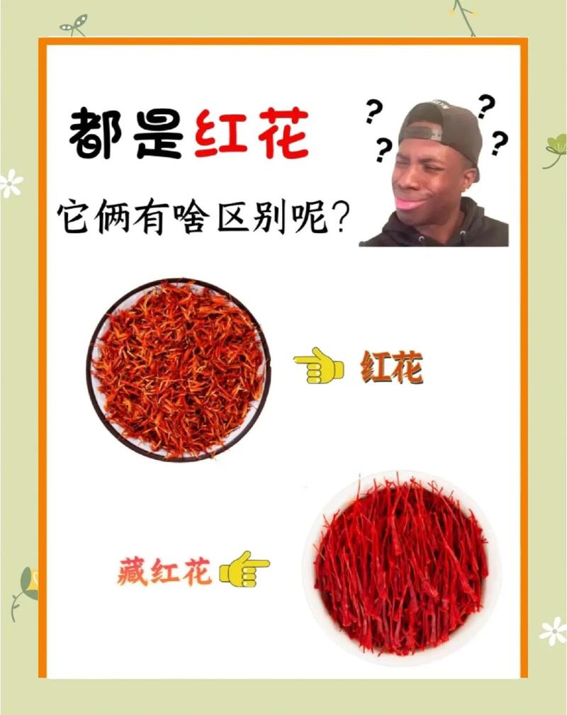 藏红花就是红花吗?园艺爱好者必知的植物区分指南 四、园艺栽培要点