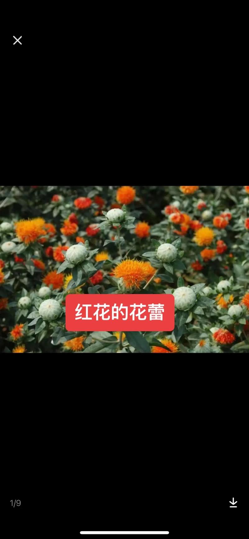 藏红花就是红花吗?园艺爱好者必知的植物区分指南 五、常见误区澄清