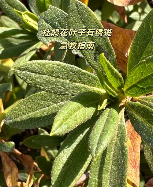 杜鹃花长铁锈斑怎么样处理? 三、发现铁锈斑后怎么处理