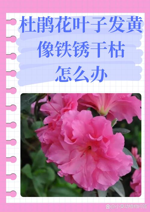 杜鹃花长铁锈斑怎么样处理? 二、杜鹃花长铁锈斑的常见原因