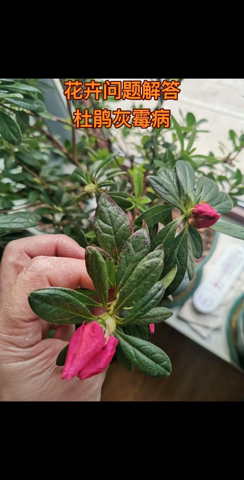 杜鹃花长铁锈斑怎么样处理? 结语