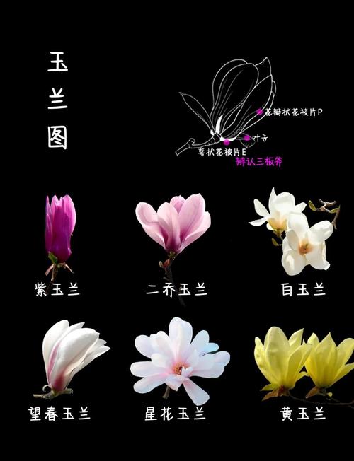 玉兰与兰花完全不同:一文讲透玉兰的树形、规格与移栽养护要点 玉兰作为行道树与庭院树的规格选型
