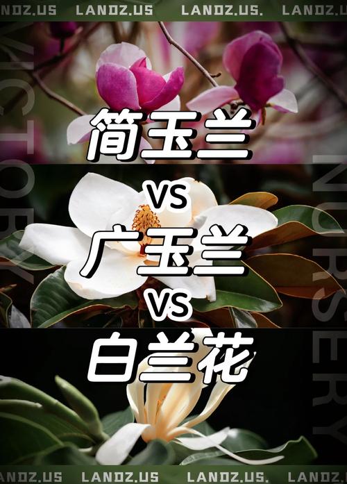 玉兰与兰花完全不同:一文讲透玉兰的树形、规格与移栽养护要点 植物学分类与形态差异