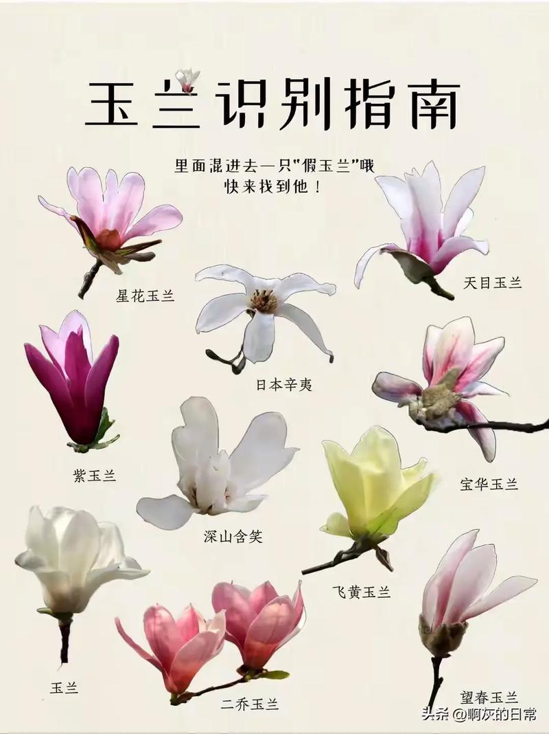玉兰与兰花完全不同:一文讲透玉兰的树形、规格与移栽养护要点 全冠移栽技术详解(针对玉兰)