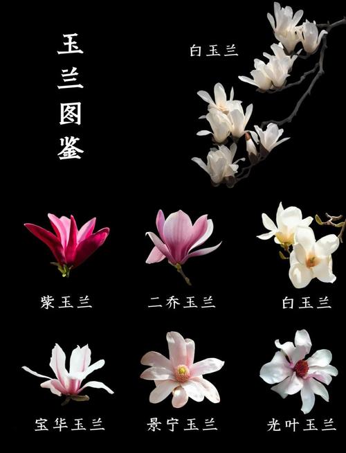 玉兰与兰花完全不同:一文讲透玉兰的树形、规格与移栽养护要点 总结