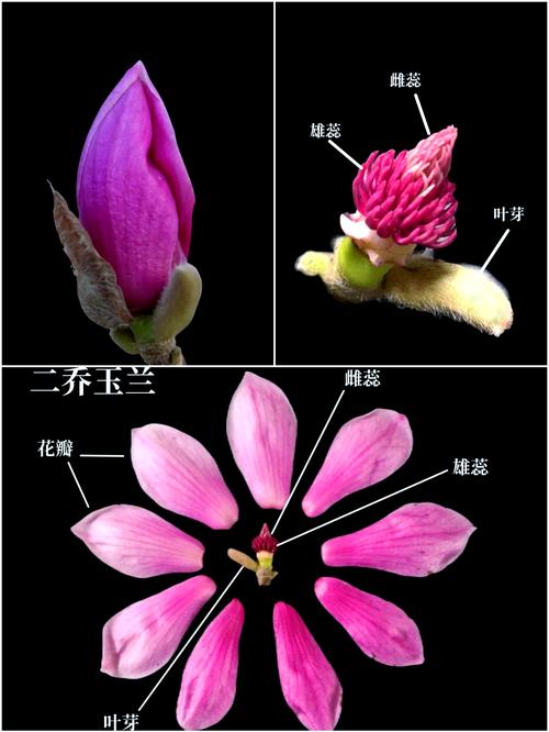 玉兰与兰花完全不同:一文讲透玉兰的树形、规格与移栽养护要点 修剪与长期管理