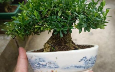 黄杨盆景与绿植养护全攻略：科学浇水、施肥与修剪指南