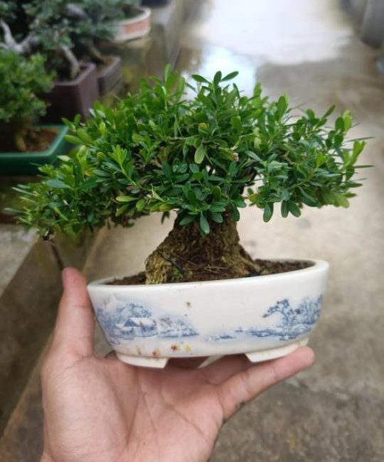 黄杨盆景与绿植养护全攻略：科学浇水、施肥与修剪指南