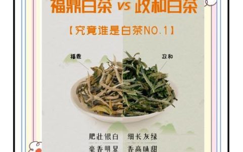 白茶茶树品种对比：福鼎大白茶、福鼎大毫茶与政和大白茶谁更值得种？