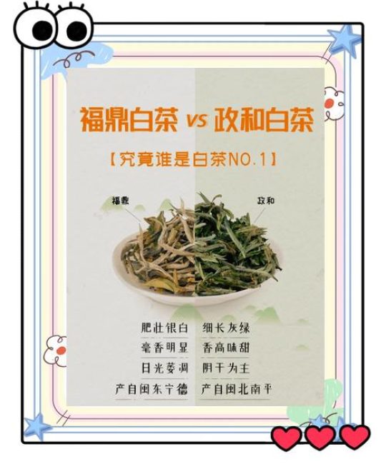 白茶茶树品种对比：福鼎大白茶、福鼎大毫茶与政和大白茶谁更值得种？