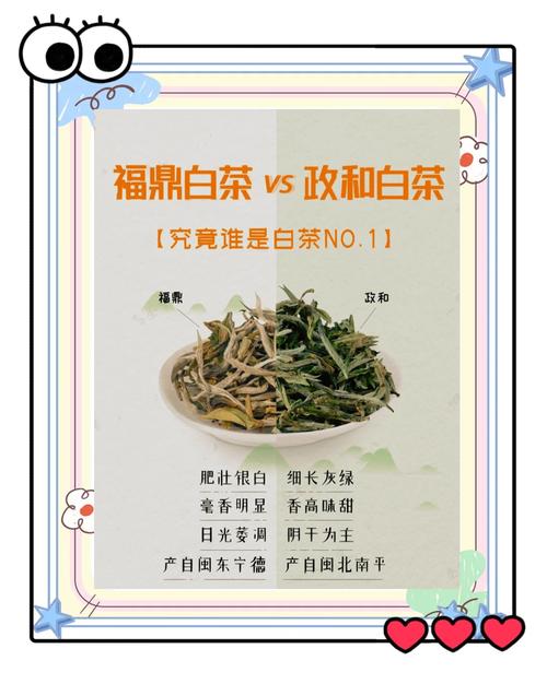 白茶茶树品种对比:福鼎大白茶、福鼎大毫茶与政和大白茶谁更值得种? 一、品种对比总表