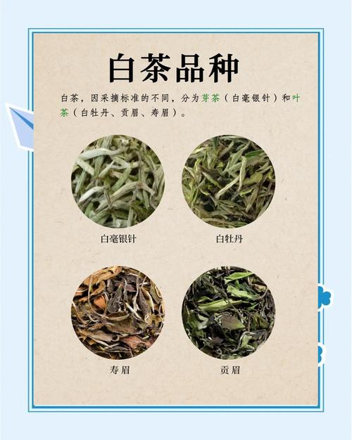白茶茶树品种对比:福鼎大白茶、福鼎大毫茶与政和大白茶谁更值得种? 三、场景化选择建议