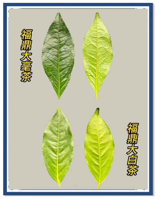 白茶茶树品种对比:福鼎大白茶、福鼎大毫茶与政和大白茶谁更值得种? 四、总结